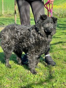 Brik – Mischling, Männchen, 1 Jahr 3 Monate, Nordic Strays e.V. – Foto 2