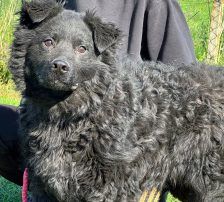 Brik – Mischling, Männchen, 1 Jahr 3 Monate, Nordic Strays e.V. – Foto 7