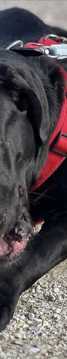 JAX – Cane Corso, Mix, Männchen, 1 Jahr, 81829 München – Foto 1