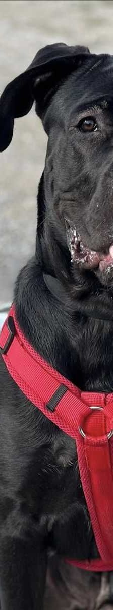 JAX – Cane Corso, Mix, Männchen, 1 Jahr, 81829 München – Foto 2