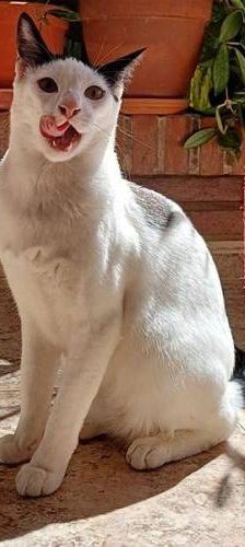Rama – Europäisch Kurzhaar, Männchen, 1 Jahr 6 Monate, 65520 Bad Camberg – Foto 1