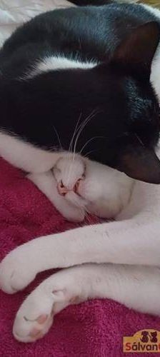 Rama – Europäisch Kurzhaar, Männchen, 1 Jahr 6 Monate, 65520 Bad Camberg – Foto 2