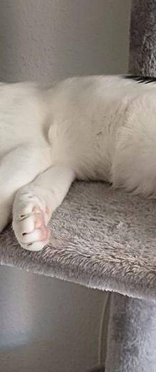 Rama – Europäisch Kurzhaar, Männchen, 1 Jahr 6 Monate, 65520 Bad Camberg – Foto 3