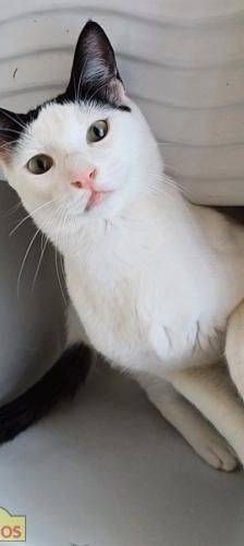 Rama – Europäisch Kurzhaar, Männchen, 1 Jahr 6 Monate, 65520 Bad Camberg – Foto 4