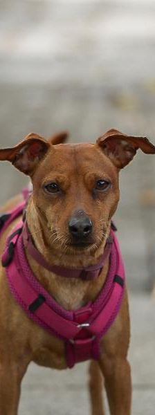 Toxic – Pinscher, Männchen, Alter unbekannt, 45141 Essen – Foto 1