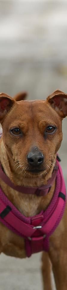 Toxic – Pinscher, Männchen, Alter unbekannt, 45141 Essen – Foto 2