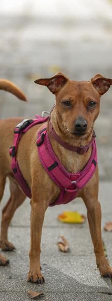 Toxic – Pinscher, Männchen, Alter unbekannt, 45141 Essen – Foto 3