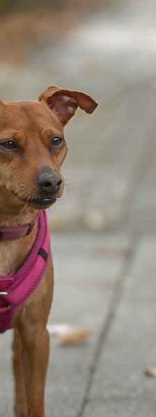 Toxic – Pinscher, Männchen, Alter unbekannt, 45141 Essen – Foto 4
