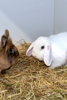 JonBoy – Widdermix-Zwergkaninchen, Männchen, Alter unbekannt, 90537 Feucht – Foto 1