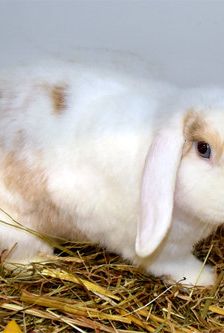 JonBoy – Widdermix-Zwergkaninchen, Männchen, Alter unbekannt, 90537 Feucht – Foto 2