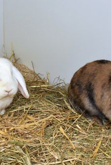 JonBoy – Widdermix-Zwergkaninchen, Männchen, Alter unbekannt, 90537 Feucht – Foto 3