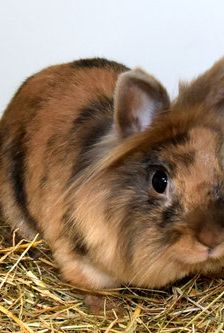 JonBoy – Widdermix-Zwergkaninchen, Männchen, Alter unbekannt, 90537 Feucht – Foto 5