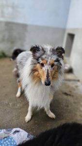 Hanna – Collie, Weibchen, Alter unbekannt, 97525 Schwebheim – Foto 2