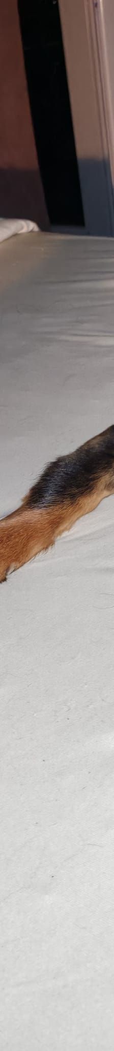 Olli – Mischling, Männchen, 6 Jahre, Nordic Strays e.V. – Foto 1