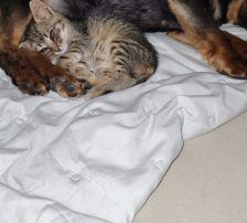 Olli – Mischling, Männchen, 6 Jahre, Nordic Strays e.V. – Foto 2