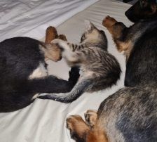 Olli – Mischling, Männchen, 6 Jahre, Nordic Strays e.V. – Foto 3