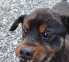 Olli – Mischling, Männchen, 6 Jahre, Nordic Strays e.V. – Foto 4