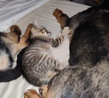 Olli – Mischling, Männchen, 6 Jahre, Nordic Strays e.V. – Foto 5
