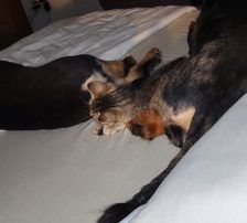 Olli – Mischling, Männchen, 6 Jahre, Nordic Strays e.V. – Foto 6