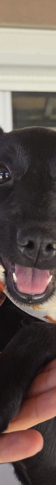 Isha – Mischling, Weibchen, 3 Monate, Nordic Strays e.V. – Foto 1