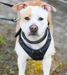Lilo – Staffordshire Terrier Mix, Weibchen, 2 Monate, 13057 Berlin – Foto 2