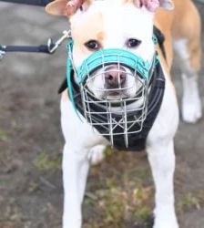 Lilo – Staffordshire Terrier Mix, Weibchen, 2 Monate, 13057 Berlin – Foto 3