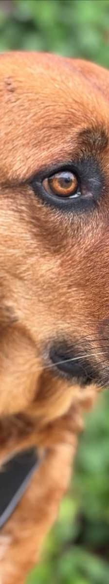 LOLA – Mix, Weibchen, 5 Jahre, 81829 München – Foto 1