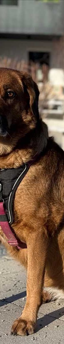LOLA – Mix, Weibchen, 5 Jahre, 81829 München – Foto 2