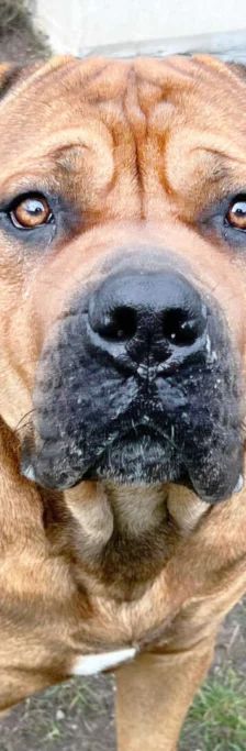 Brommel – Boerboel-Mix, Männchen, 2 Jahre 7 Monate, 13057 Berlin – Foto 1