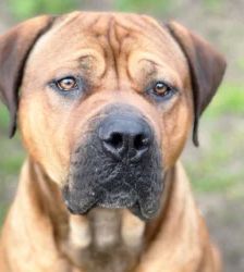 Brommel – Boerboel-Mix, Männchen, 2 Jahre 7 Monate, 13057 Berlin – Foto 2