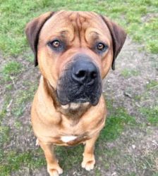 Brommel – Boerboel-Mix, Männchen, 2 Jahre 7 Monate, 13057 Berlin – Foto 3