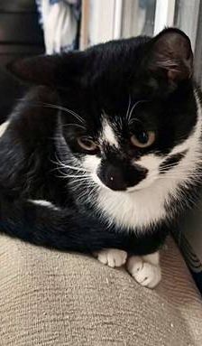 Silvestre & Beti & Mickey – Europäisch Kurzhaar, Unbekannt, 1 Jahr, 65520 Bad Camberg – Foto 1