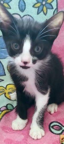 Silvestre & Beti & Mickey – Europäisch Kurzhaar, Unbekannt, 1 Jahr, 65520 Bad Camberg – Foto 2