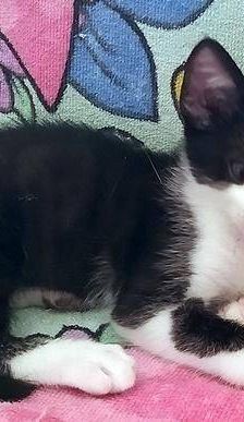 Silvestre & Beti & Mickey – Europäisch Kurzhaar, Unbekannt, 1 Jahr, 65520 Bad Camberg – Foto 11
