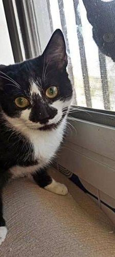 Silvestre & Beti & Mickey – Europäisch Kurzhaar, Unbekannt, 1 Jahr, 65520 Bad Camberg – Foto 13