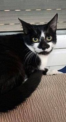 Silvestre & Beti & Mickey – Europäisch Kurzhaar, Unbekannt, 1 Jahr, 65520 Bad Camberg – Foto 14