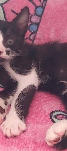 Silvestre & Beti & Mickey – Europäisch Kurzhaar, Unbekannt, 1 Jahr, 65520 Bad Camberg – Foto 3