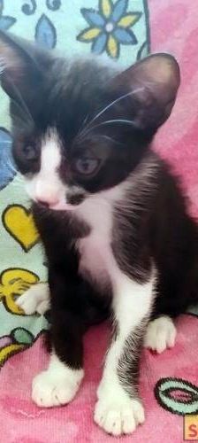 Silvestre & Beti & Mickey – Europäisch Kurzhaar, Unbekannt, 1 Jahr, 65520 Bad Camberg – Foto 4