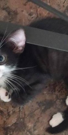 Silvestre & Beti & Mickey – Europäisch Kurzhaar, Unbekannt, 1 Jahr, 65520 Bad Camberg – Foto 5