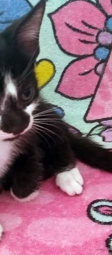 Silvestre & Beti & Mickey – Europäisch Kurzhaar, Unbekannt, 1 Jahr, 65520 Bad Camberg – Foto 6