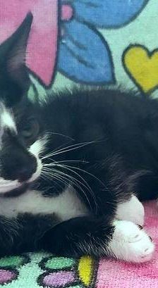 Silvestre & Beti & Mickey – Europäisch Kurzhaar, Unbekannt, 1 Jahr, 65520 Bad Camberg – Foto 7