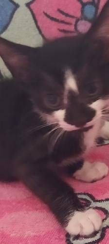 Silvestre & Beti & Mickey – Europäisch Kurzhaar, Unbekannt, 1 Jahr, 65520 Bad Camberg – Foto 8