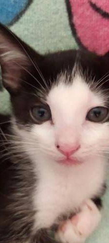 Silvestre & Beti & Mickey – Europäisch Kurzhaar, Unbekannt, 1 Jahr, 65520 Bad Camberg – Foto 9