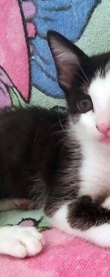 Silvestre & Beti & Mickey – Europäisch Kurzhaar, Unbekannt, 1 Jahr, 65520 Bad Camberg – Foto 10