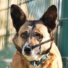 Pelia – Mischling, Weibchen, 4 Jahre 5 Monate, 90537 Feucht – Foto 1