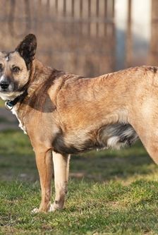 Pelia – Mischling, Weibchen, 4 Jahre 5 Monate, 90537 Feucht – Foto 2