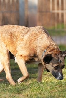 Pelia – Mischling, Weibchen, 4 Jahre 5 Monate, 90537 Feucht – Foto 3