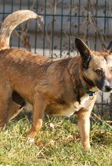 Pelia – Mischling, Weibchen, 4 Jahre 5 Monate, 90537 Feucht – Foto 4