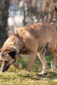 Pelia – Mischling, Weibchen, 4 Jahre 5 Monate, 90537 Feucht – Foto 5