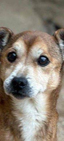 Strom – Mischling, Männchen, 10 Jahre 7 Monate, 65520 Bad Camberg – Foto 1